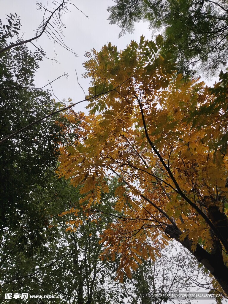 秋日林间金黄树叶景致