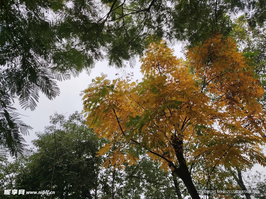 秋日金黄树木与绿树相映