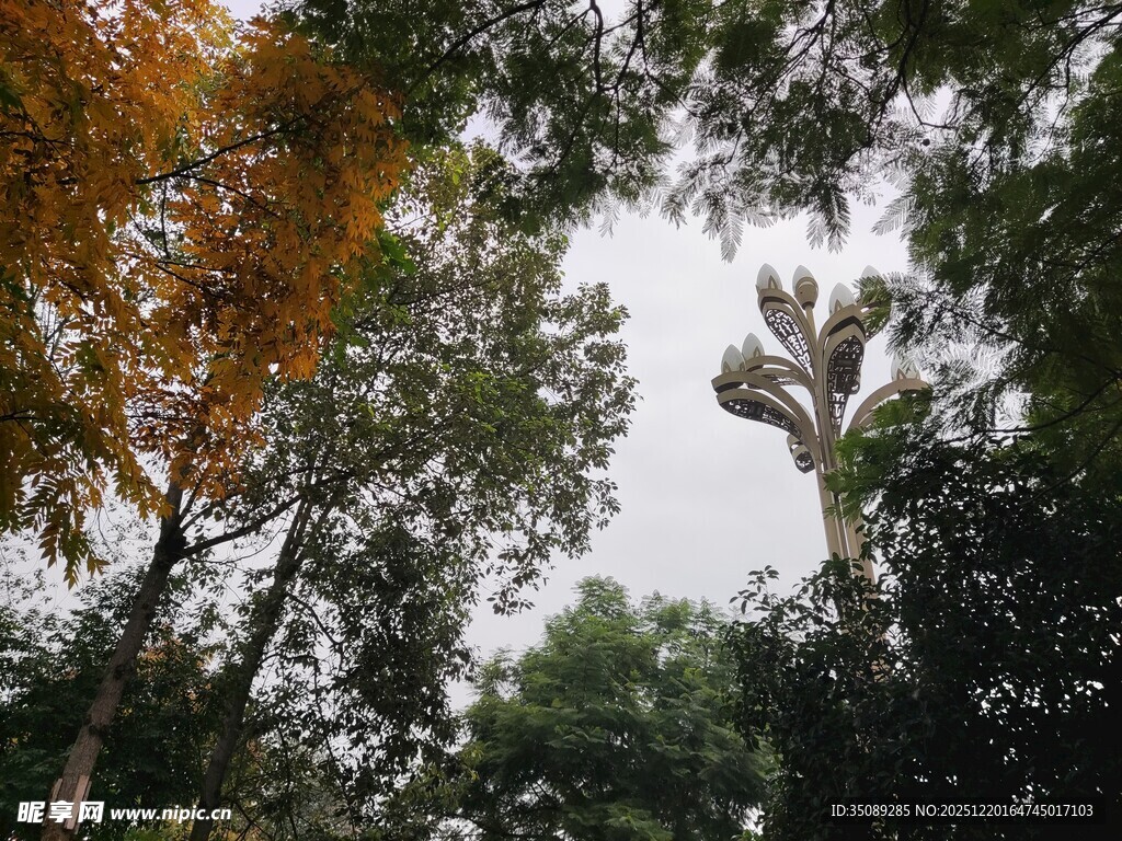 秋日林间树梢景致
