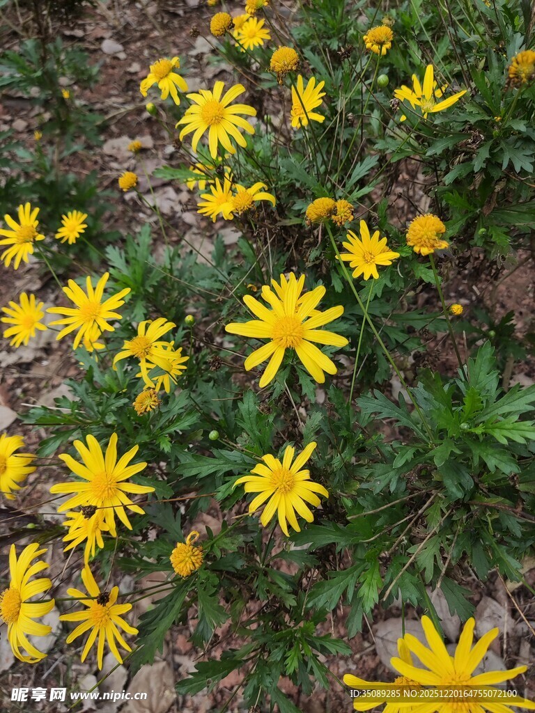 金黄小花绽放于草地