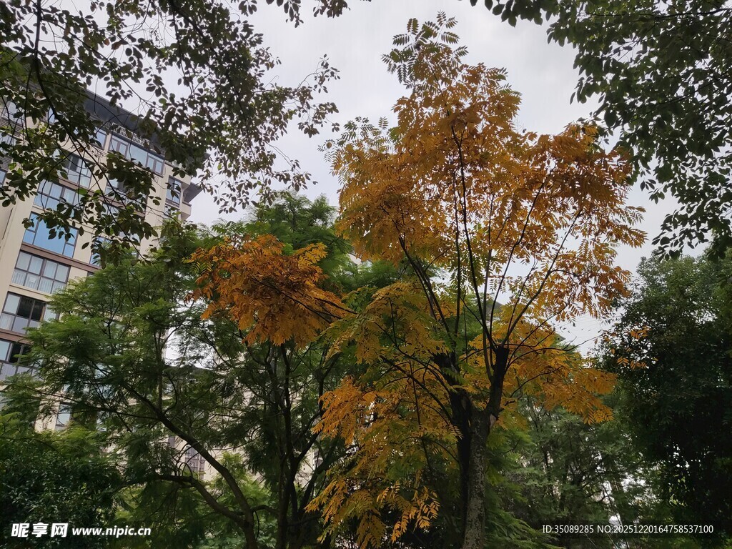 秋日公园斑斓树木景观