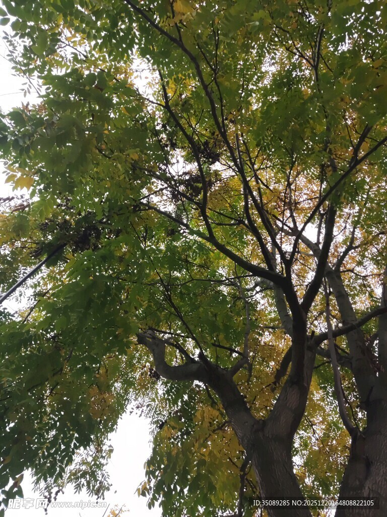 繁茂大树枝叶间的自然景致