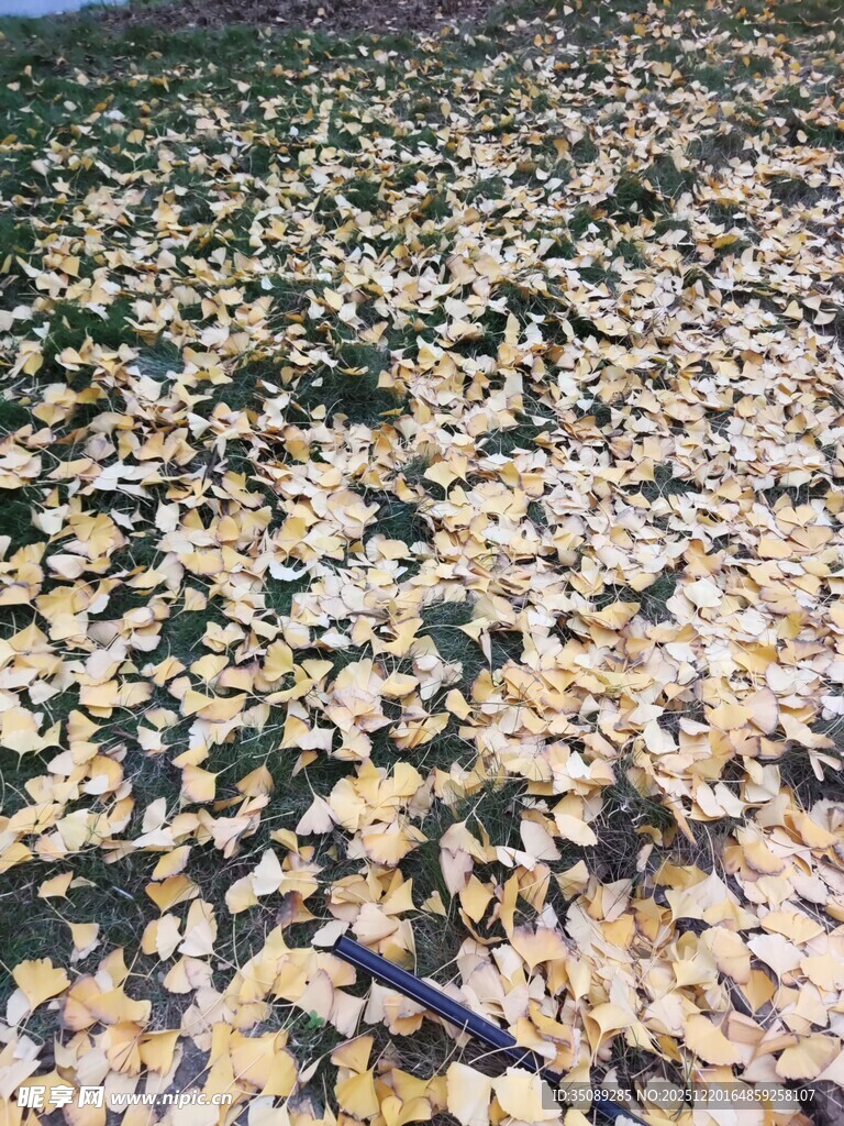 满地金黄银杏叶