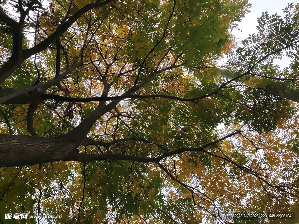 仰视秋日斑斓树冠