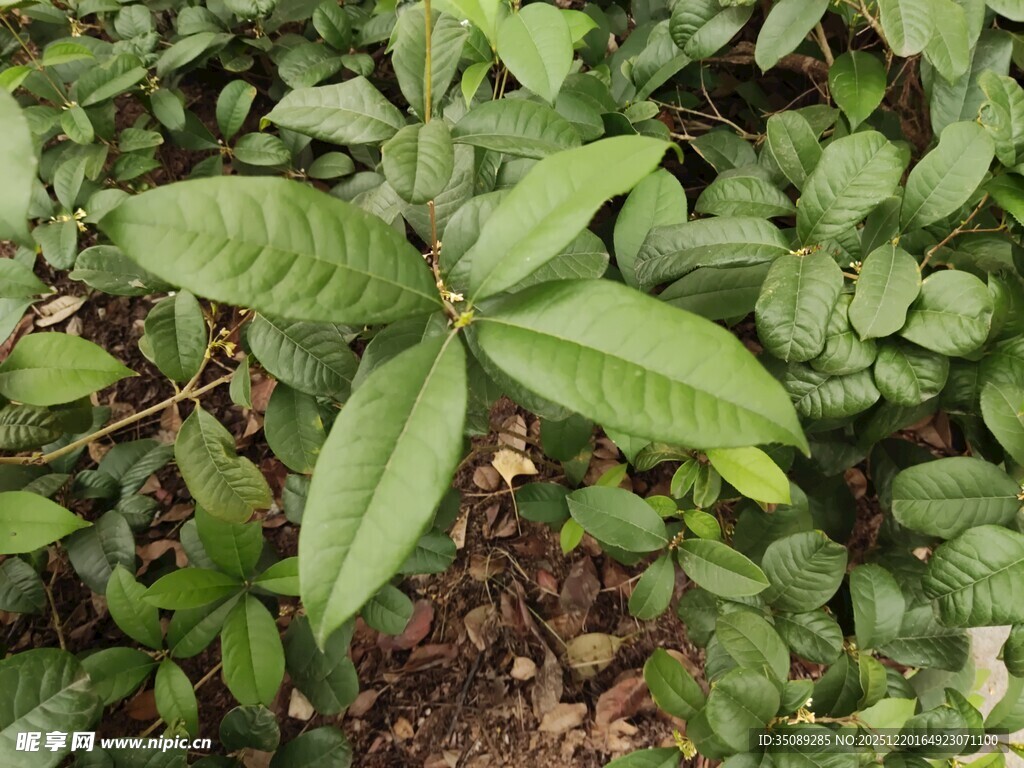 嫩绿叶片的植物特写