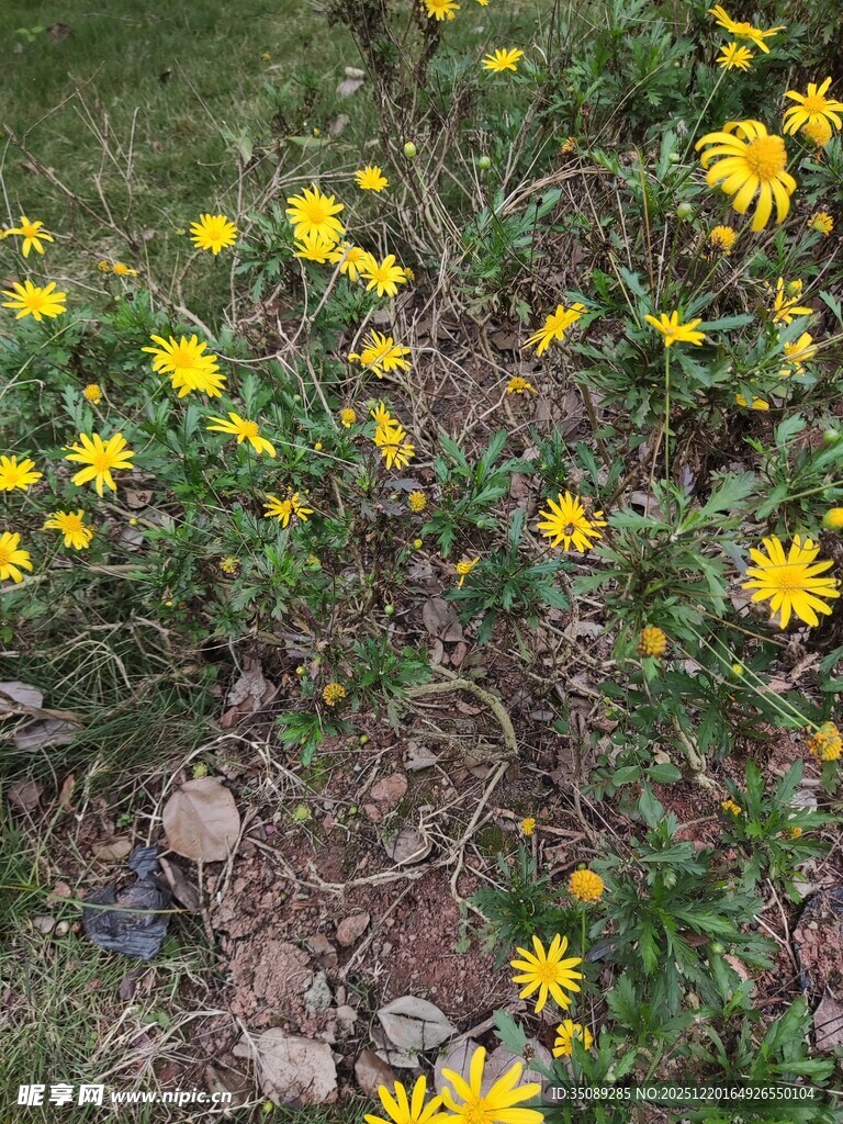 黄色小花绽放于草丛中