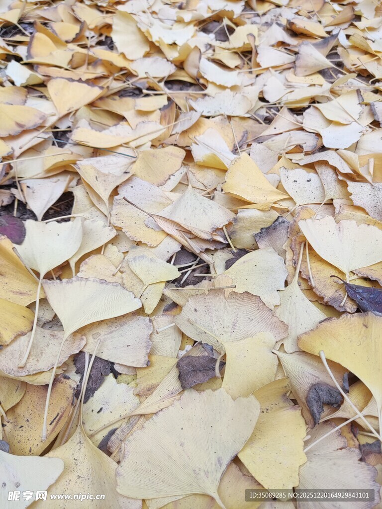 满地银杏落叶秋景图