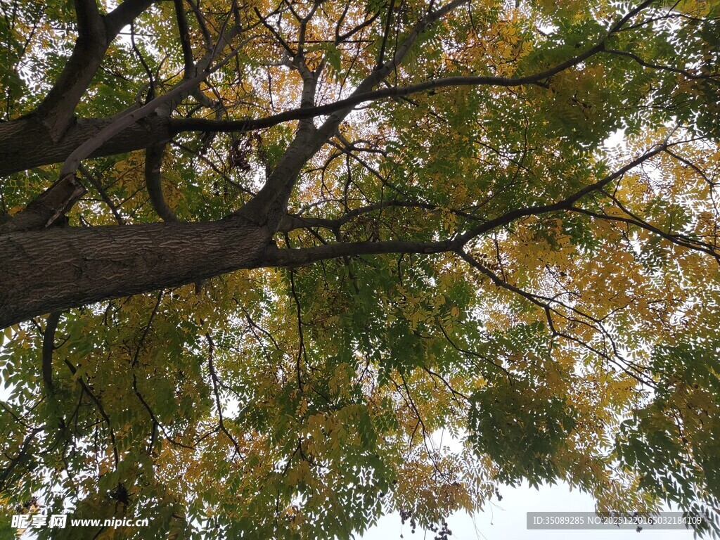 仰视秋日繁茂树枝