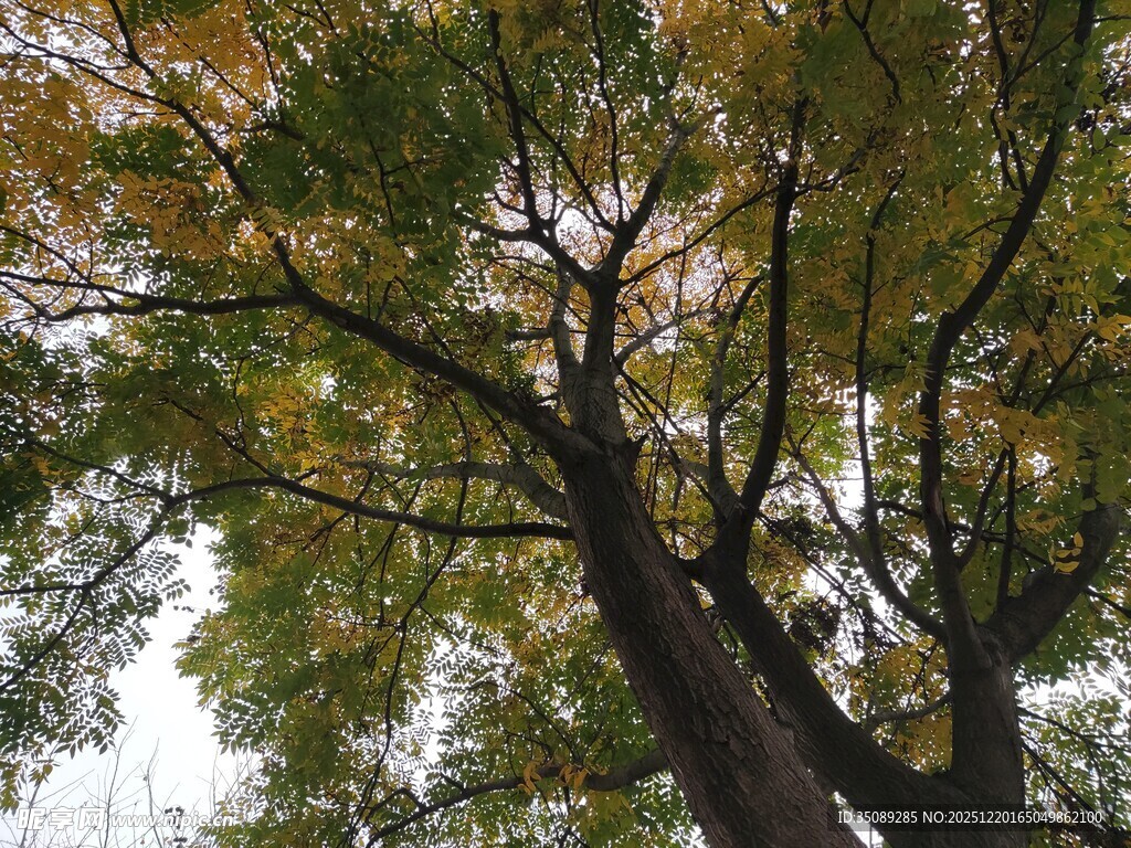 仰视繁茂大树枝叶景观