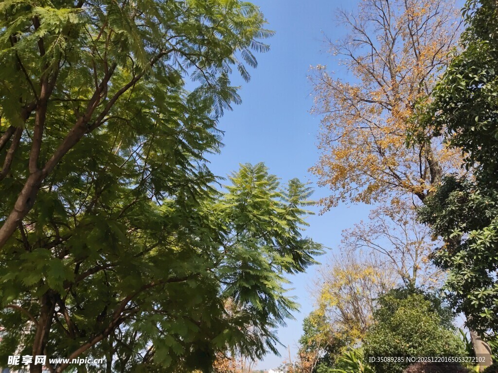 仰望林间蓝天与繁茂树木