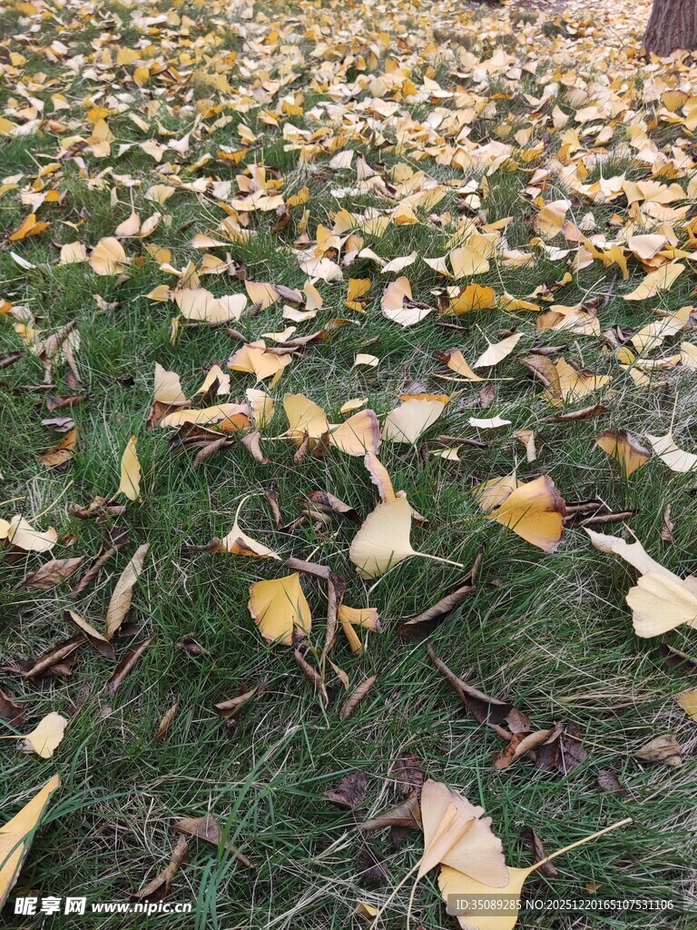 秋日草地银杏落叶景致