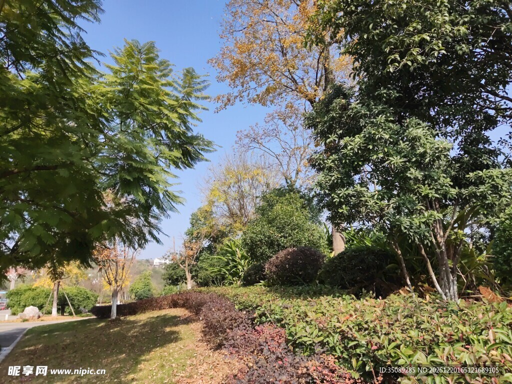 秋日公园林荫美景