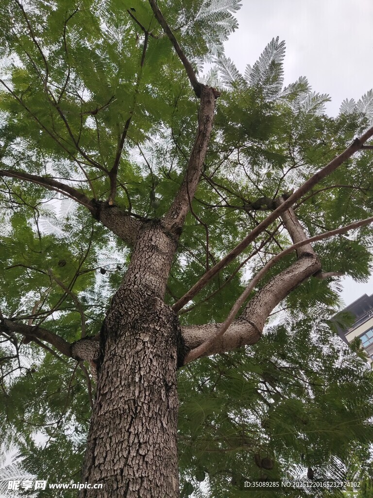 仰视高大挺拔的茂盛树木
