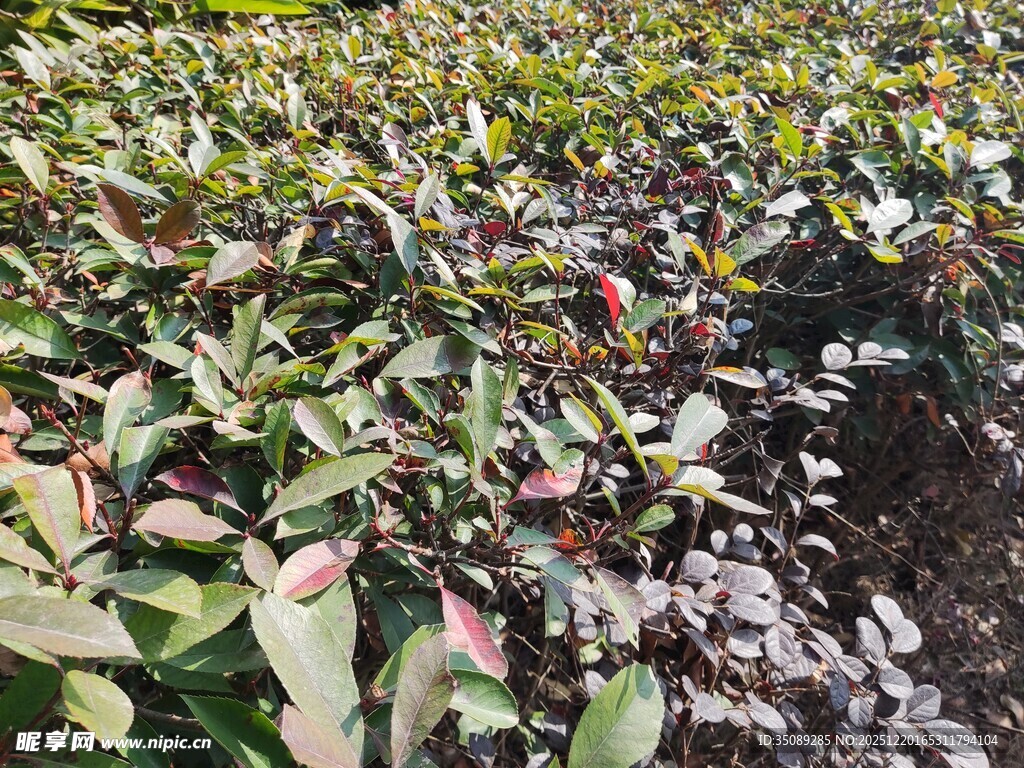 蓝莓种植园的繁茂景象