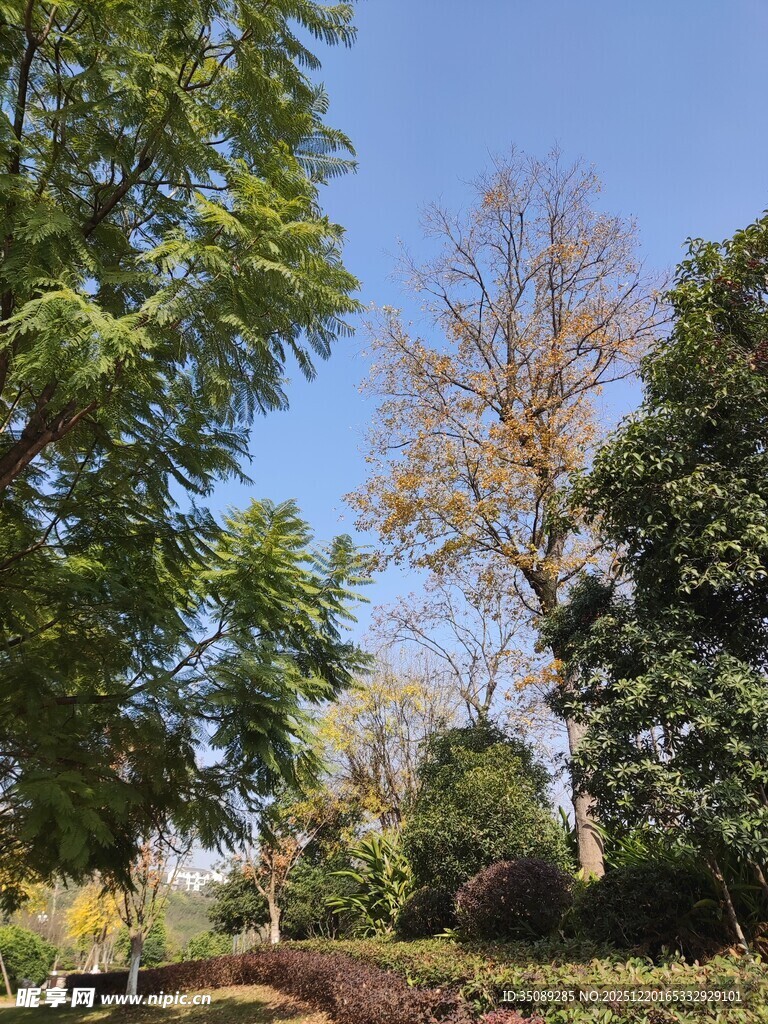 秋日公园绿树蓝天景致