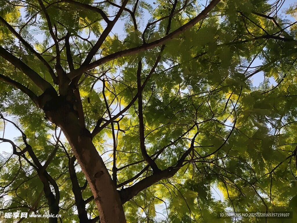 阳光下繁茂的绿树树冠