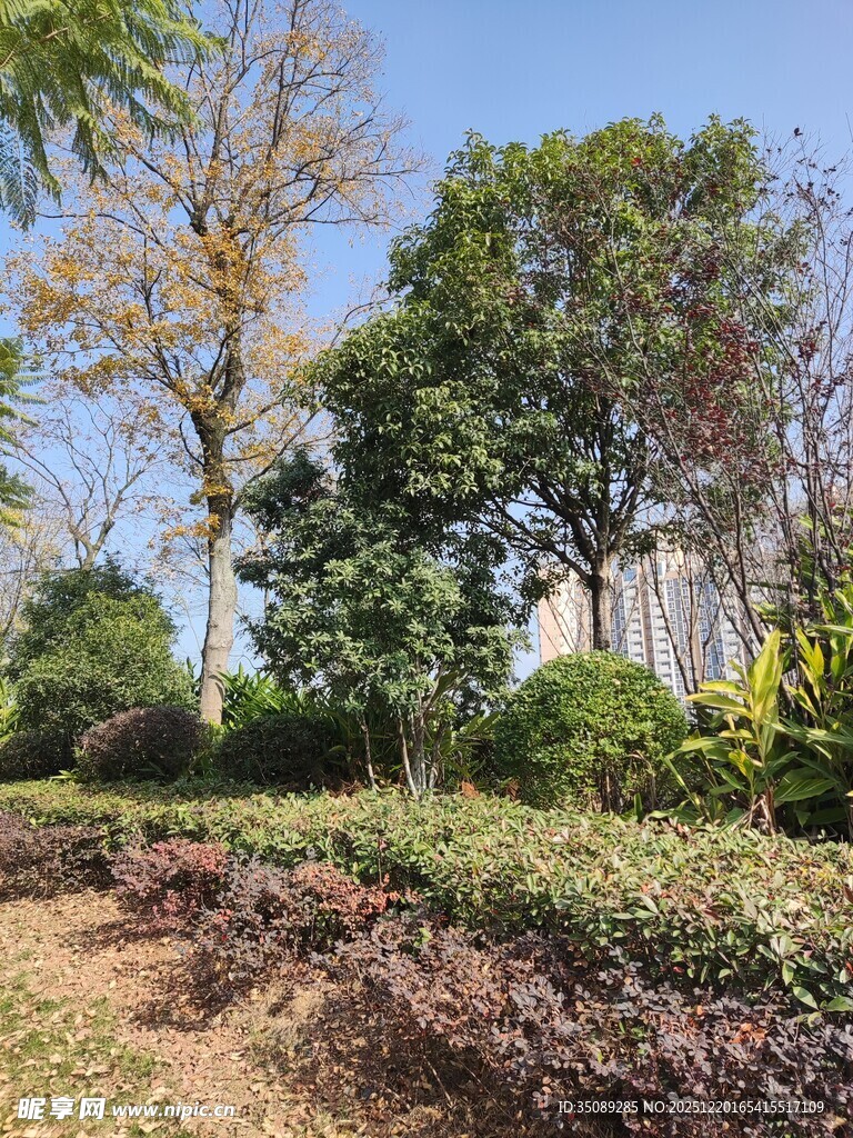 户外园林景观绿植风景