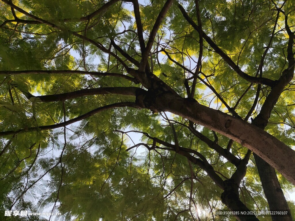 仰视葱郁树冠美景