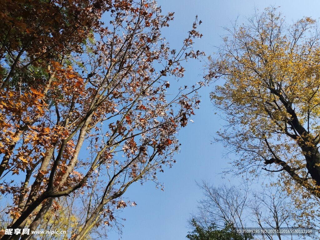 秋日树梢蓝天映衬美景