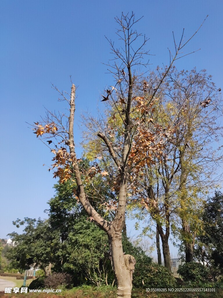 秋日枯树与蓝天景象