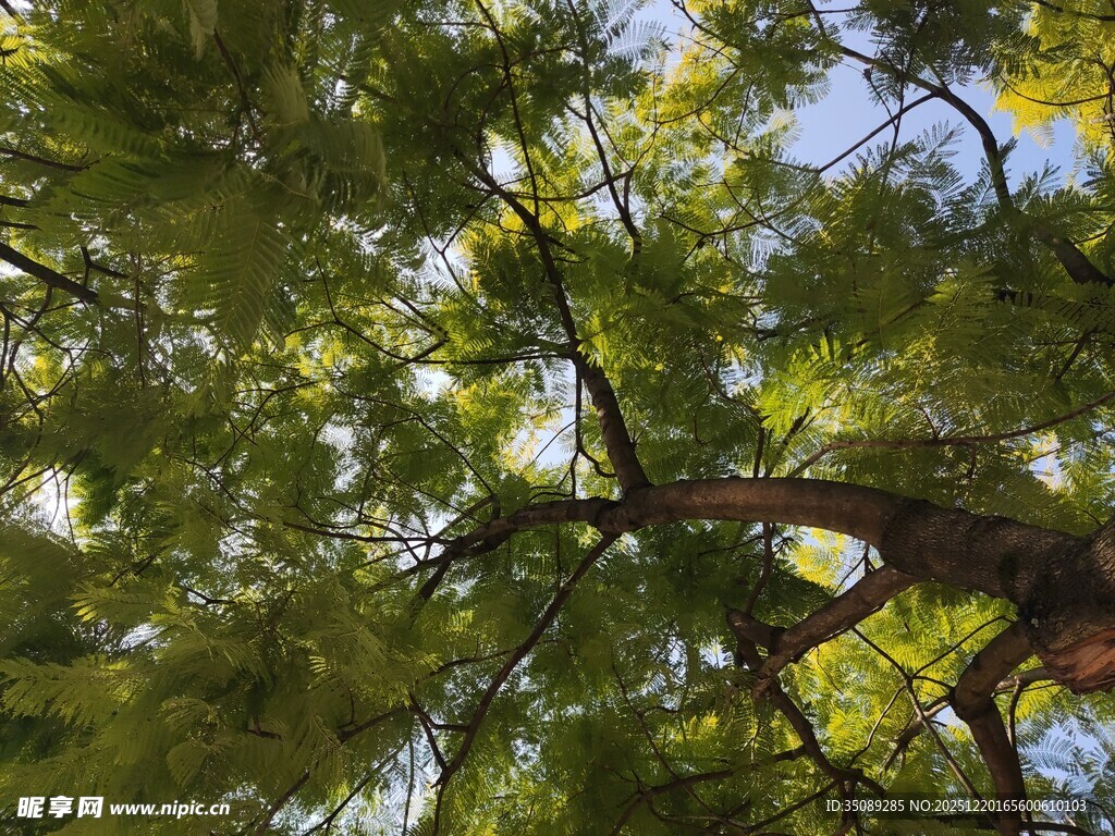 仰视葱郁树冠美景
