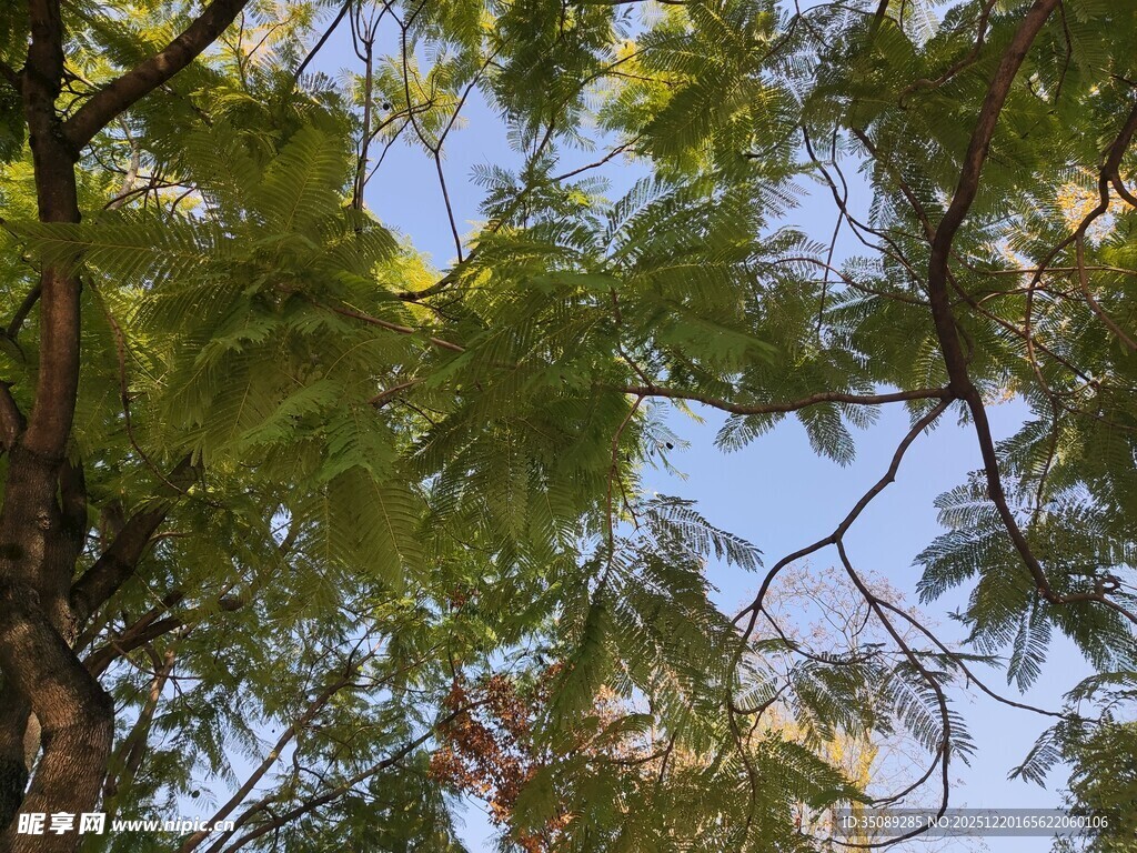 仰视葱郁树冠蓝天美景