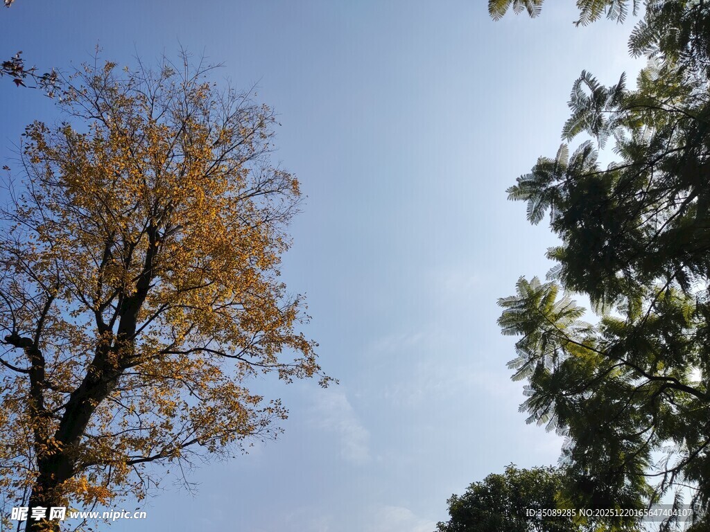 秋日树木与蓝天景致