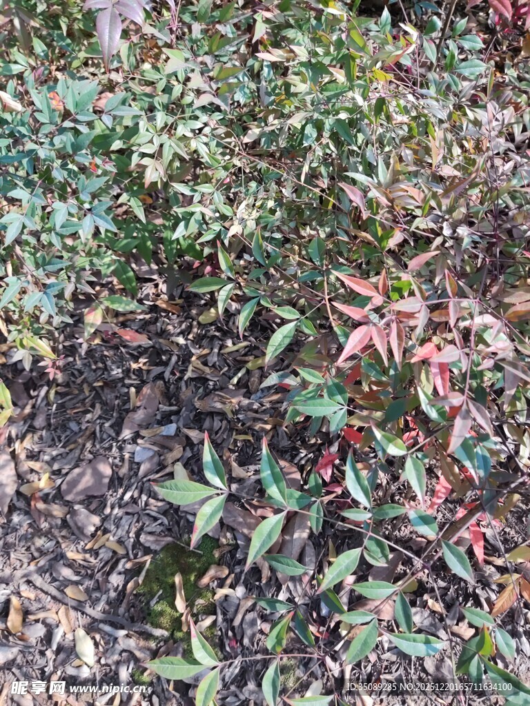 多彩灌木丛景观