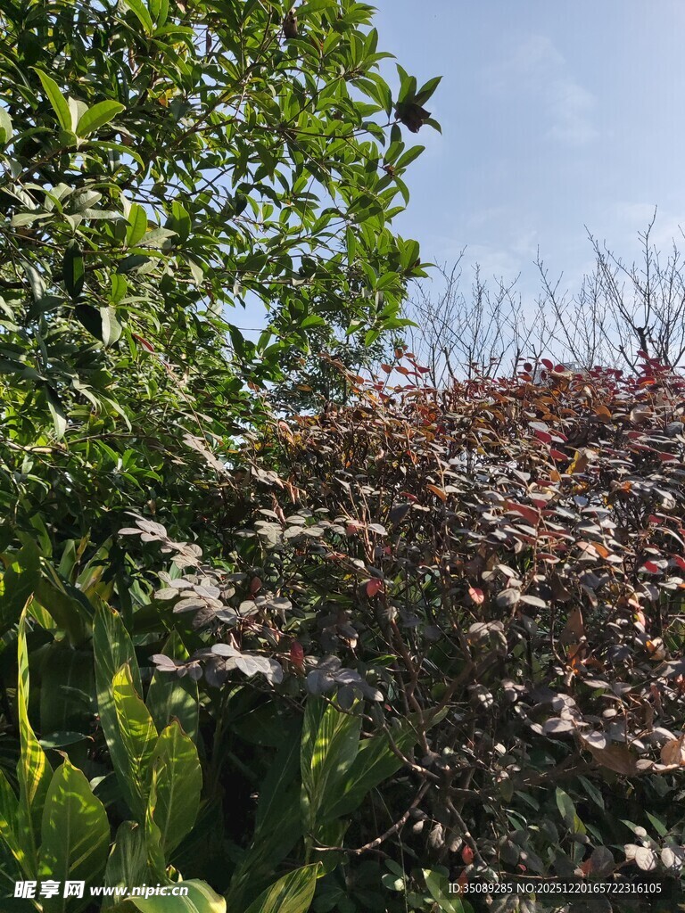 绿树红树相映成趣