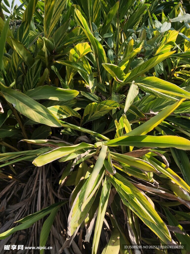 翠绿植物叶片特写