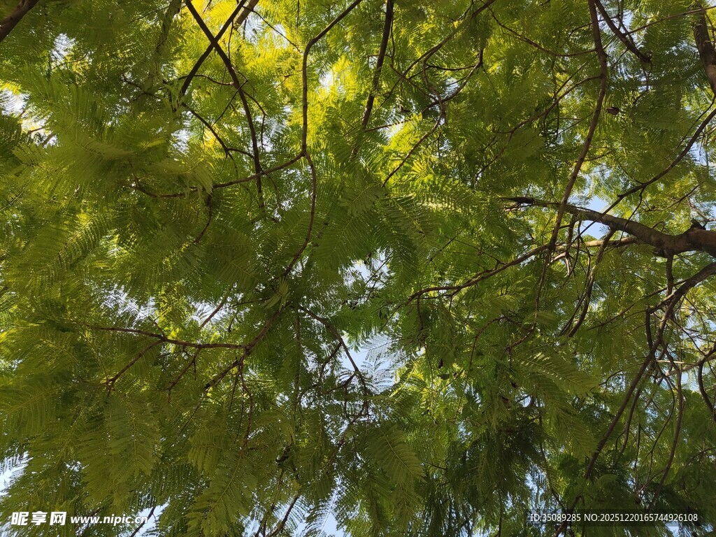 仰视翠绿繁茂的树冠