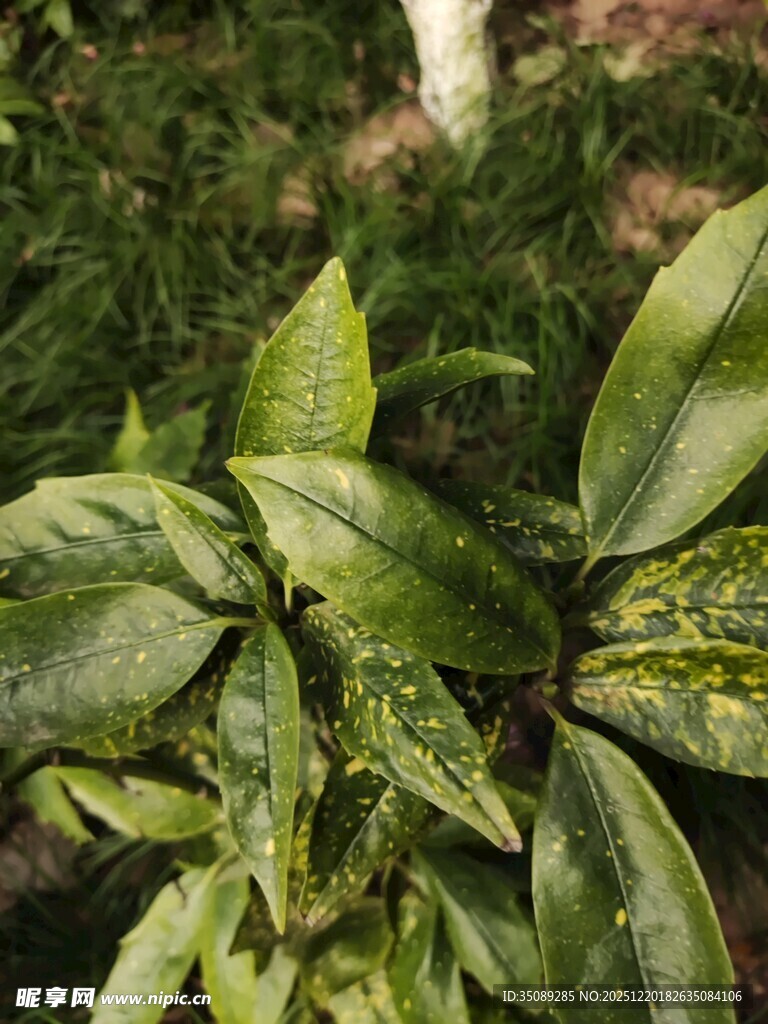 翠绿叶片上的斑驳痕迹