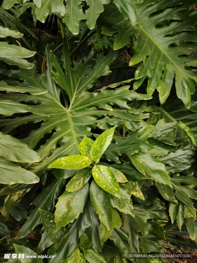 翠绿羽裂蔓绿绒叶片特写