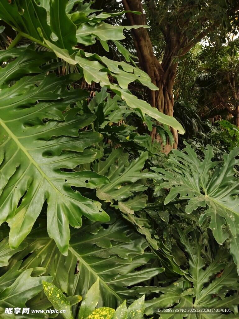 繁茂热带绿植景观