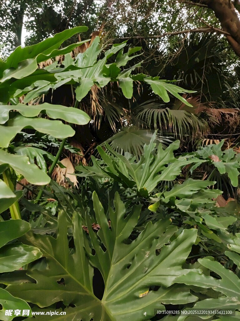 繁茂的热带绿植景观