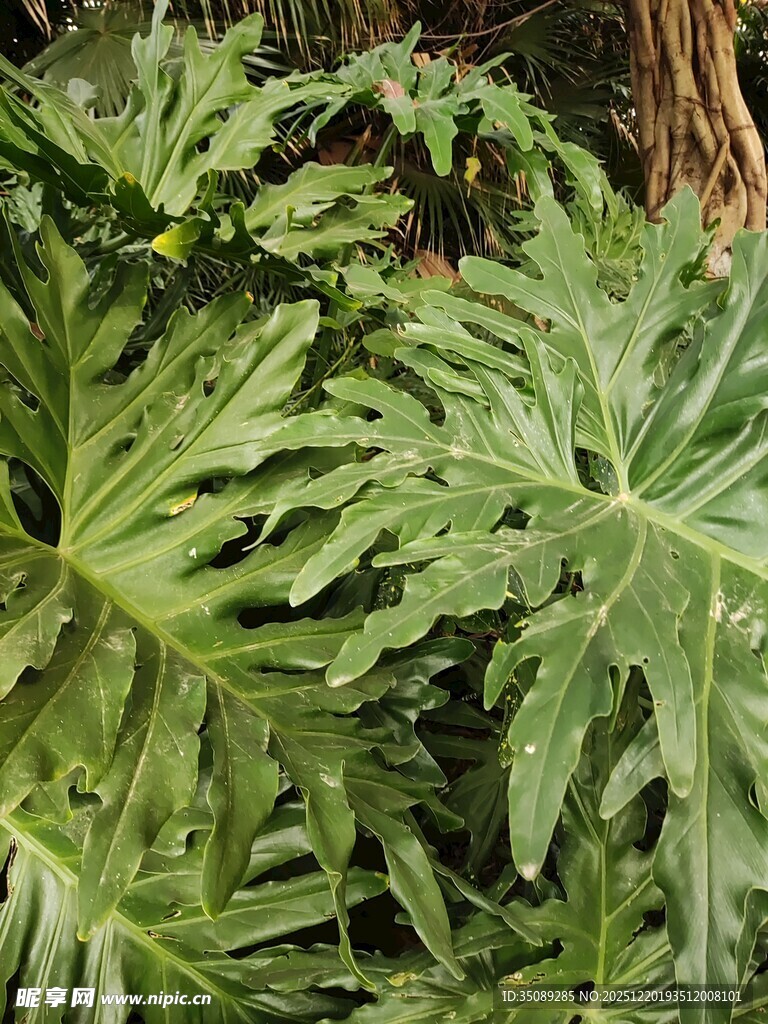 大型羽状叶片的绿色植物