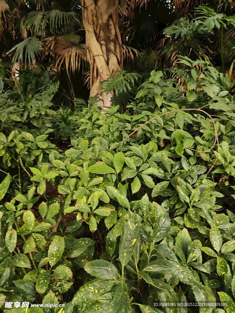 茂密丛林中的繁茂绿植