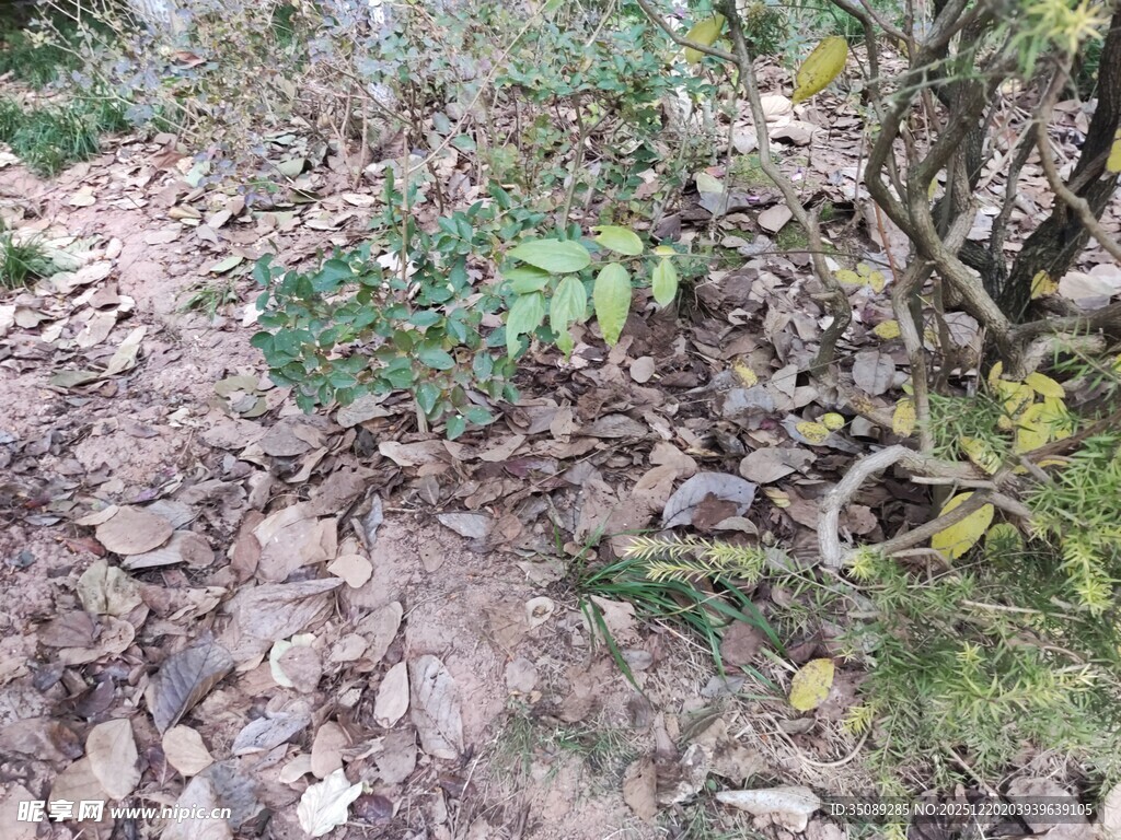 林间落叶与绿植景象