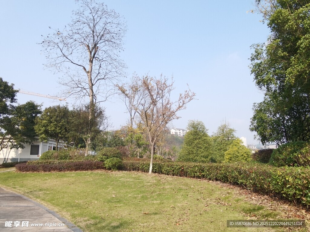 公园草地与树木景观