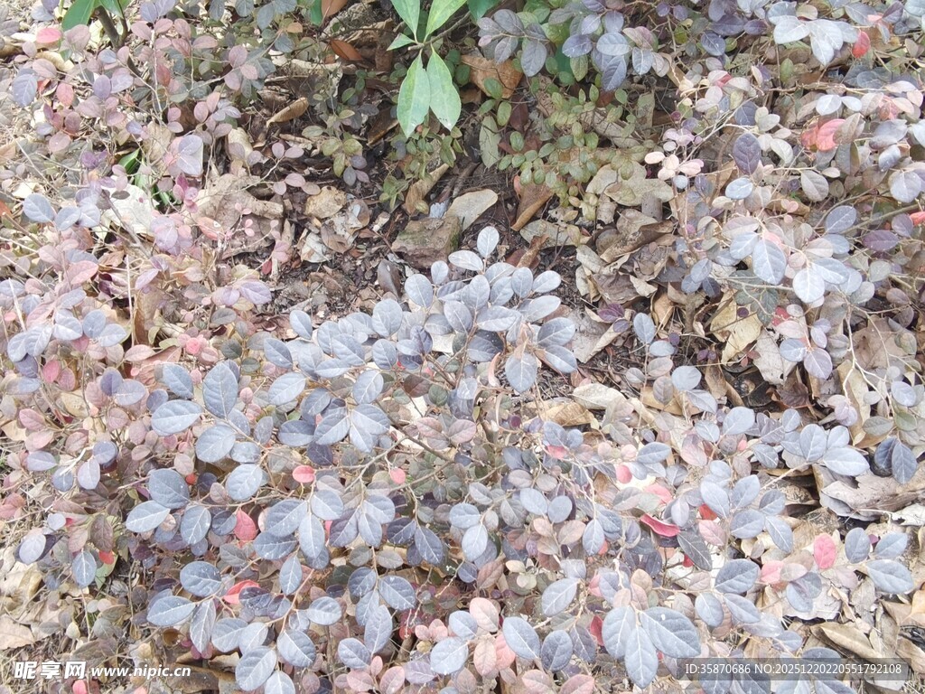 多彩多肉植物景观