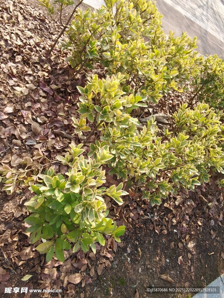 绿叶植物地面铺有碎石