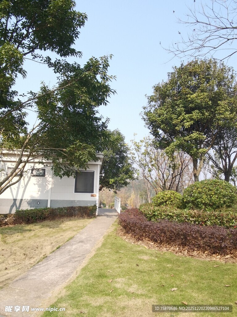 宁静小路旁的绿植与房屋