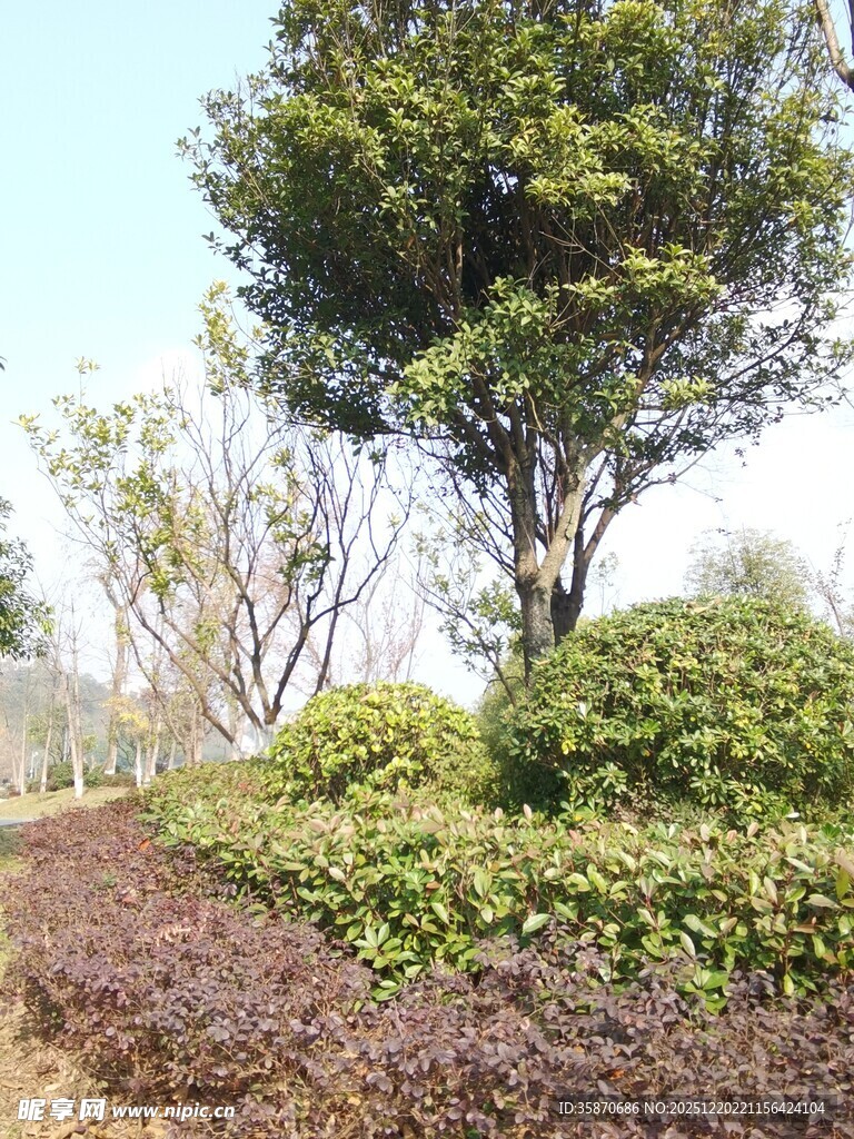 户外绿植景观