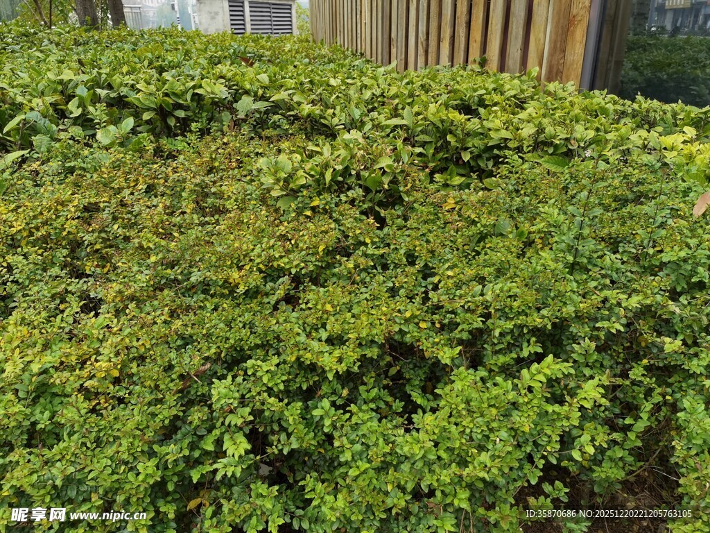 翠绿繁茂的灌木丛