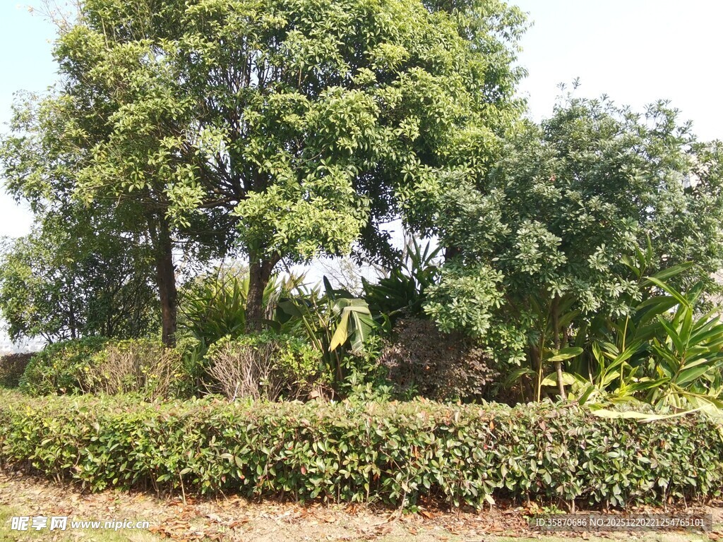 绿意盎然的园林景观