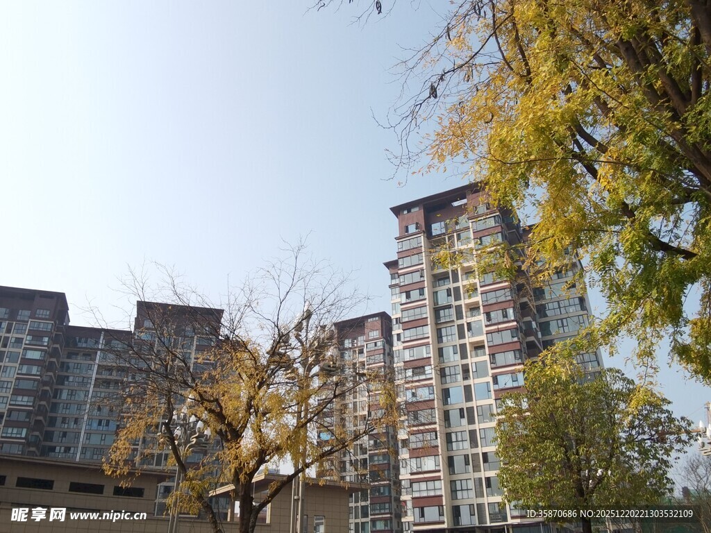 秋日城市中的高楼与黄叶