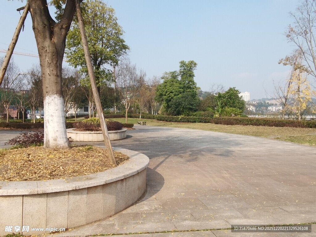 公园内的树木与开阔道路