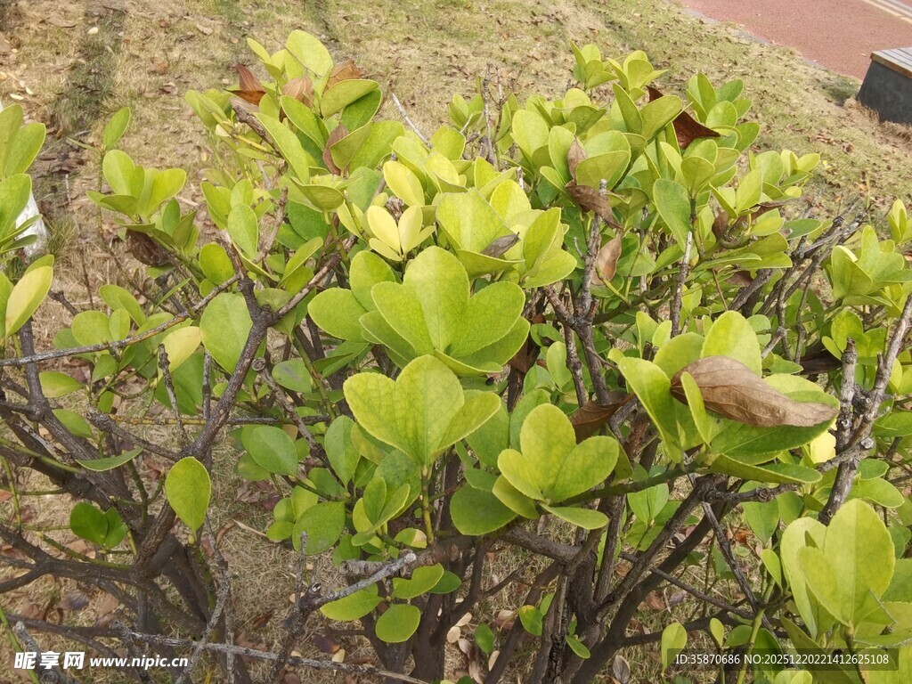 嫩绿叶片的植物特写