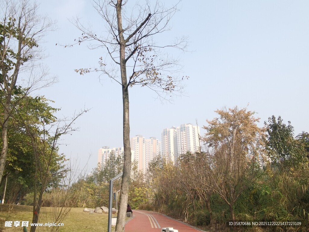 秋日公园孤树与远楼