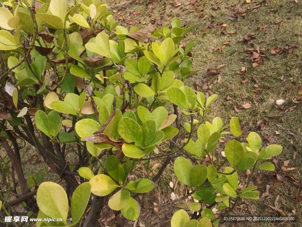 绿叶繁茂的植物景观